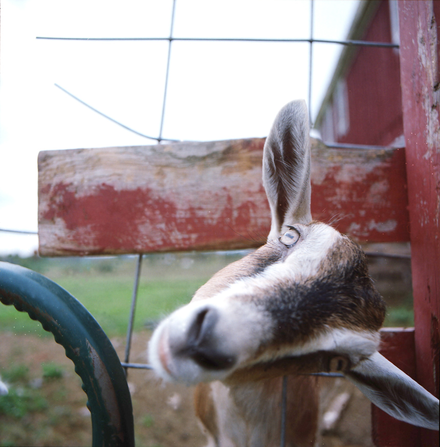Film photograph of goat grazing, overcast sky